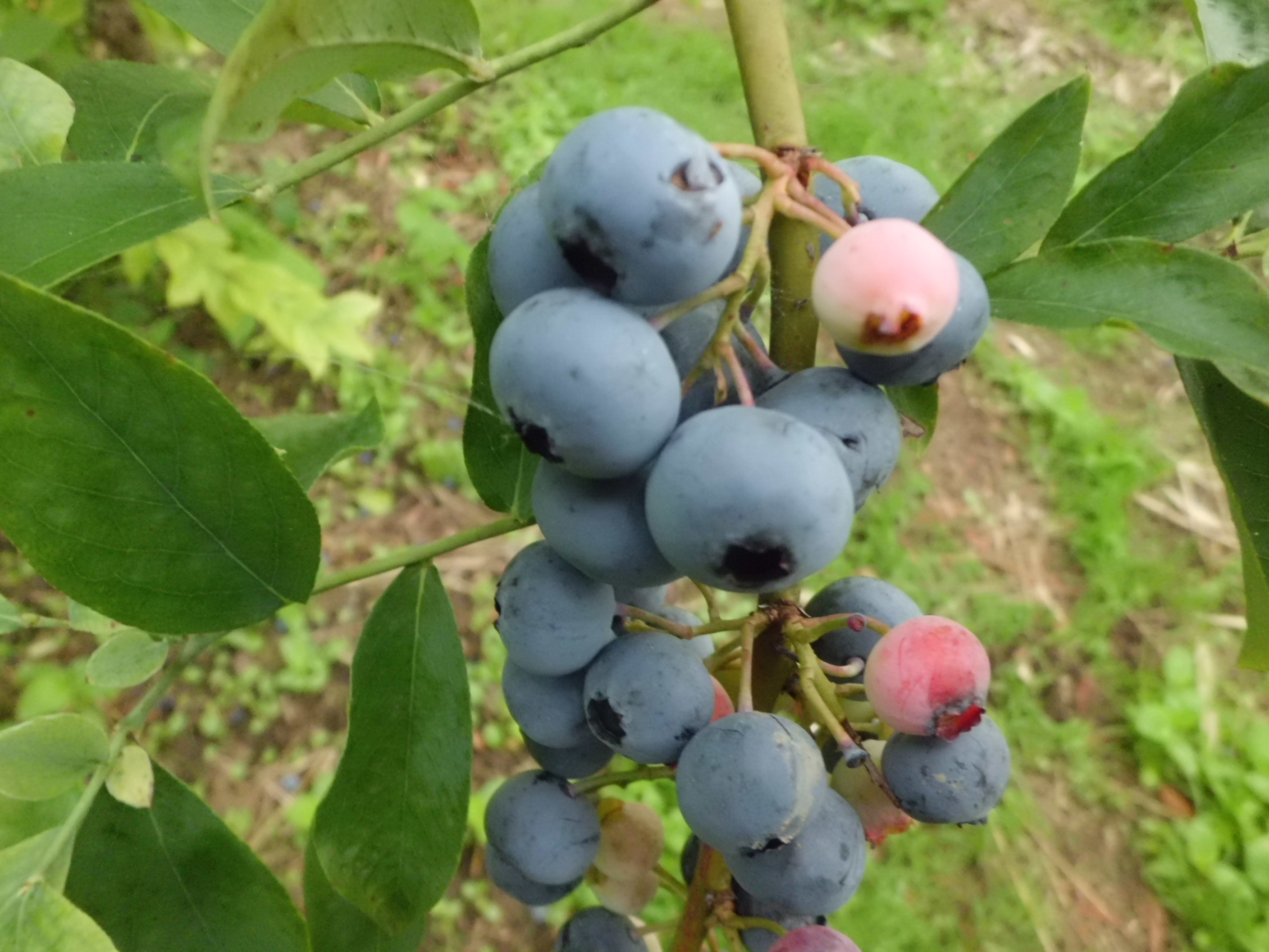 福岡 うきはにある園内食べ放題のブルーベリー農園 Berrygarden ベリーガーデン ブログアーカイブ 連休期間中の営業について