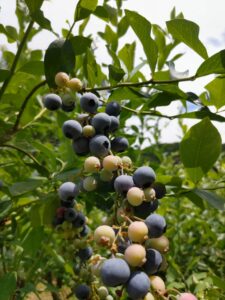 DSC_0560_copy_2250x3000